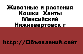 Животные и растения Кошки. Ханты-Мансийский,Нижневартовск г.